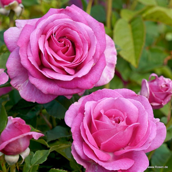 Róża wielkokwiatowa CARMEN WÜRTH® Parfuma