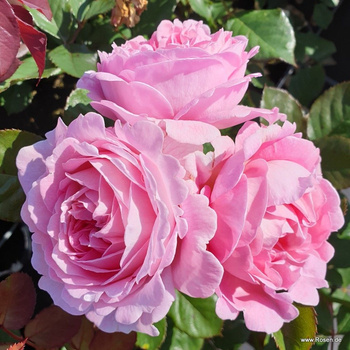 Róża rabatowa ROSENGRÄFIN MARIE HENRIETTE Parfuma