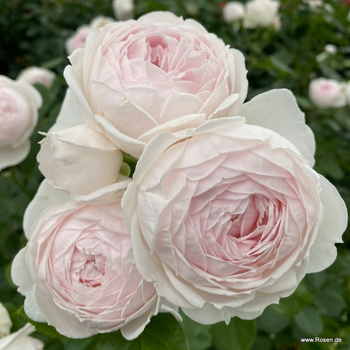 Róża rabatowa HERZOGIN CHRISTIANA Parfuma