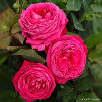 Róża rabatowa FREIFRAU CAROLINE Parfuma