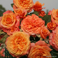 Róża parkowa LA VILLA COTTA®